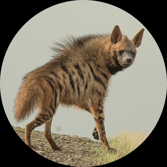 rabidhyena